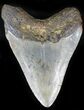 Bargain Megalodon Tooth - North Carolina #22931-2